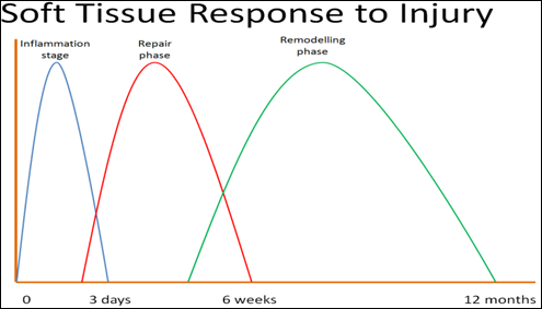 Soft tissue response to injury