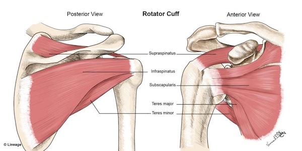 Rotator cuff anatomy