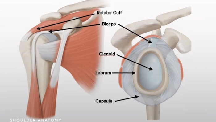 Shoulder and rotator cuff