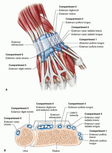 Anatomy