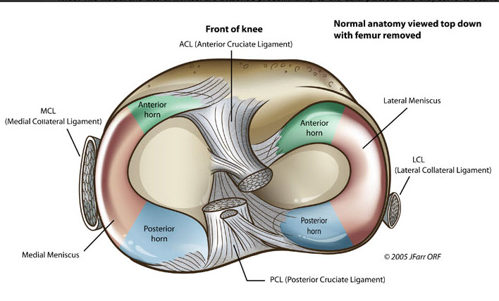 Menisci Anatomy
