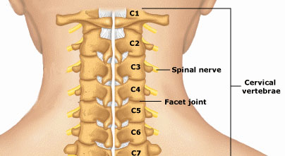 neck