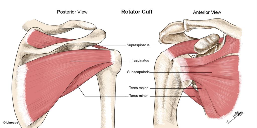 rotator cuff injury